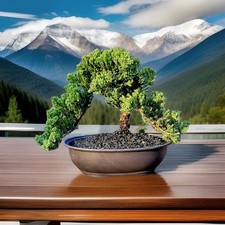 Japanes Juniper Bonsai In 9 Inch Plastic Pot With Tray. 15 Year Old Beauty. picture