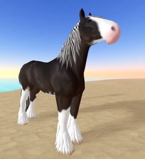 Wild Horse Islands  🌸 IUH Perf Black Sabino Zebra Clyde Clydesdale 🌸 picture