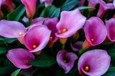 Purple Calla Lily Flowers Seeds 🌺🌺Zantedeschia Aethiopica Plant Bonsai  FSCL25 picture