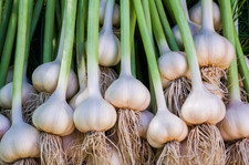 Polish Garlic Seed Bulb – USA Grown – Hardneck – 8 lbs for Planting 🌱🧄 picture