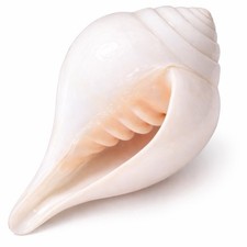 Natural White Conch Shell Shankh for Pooja and Blowing, Authentic Sound, 6 Inch picture