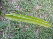 FRESH DRAGON FRUIT CUTTINGS - RANDOM VARIETY - 10