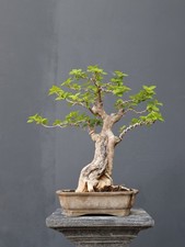 Real Pict Bougainville Bonsai Tree, Ficus, tiger brack tree picture