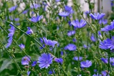 Chicory Seeds, 1 LB, Italian Dandelion, NON-GMO, Deer Plot, Coffee Weed picture