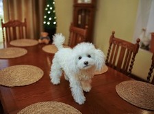 OAAK Realistic Life Size Poodle Puppy Dog Artist Soft Sculpture Decor picture
