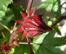 Hibiscus flower herbal Tea 100 tea bags Organic Healthy delicious tea  picture