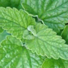 Catnip Seeds for Cat Lovers | NON-GMO Catnip Seeds | Fresh Herb Perrenial Seeds picture