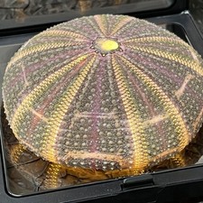 Rare Natural Sea Urchin Shell Specimen Bagua 11x11cm Framed with Light picture