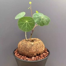 3-4CM Succulent Cactus Plant Stephaniacepharantha Hayata Cactaceae Garden Plant picture