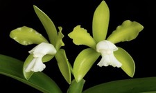 Cattleya tigrina v. alba x sib ('Too Good' x 'Super Nice') 5” Pot - Fragrant picture
