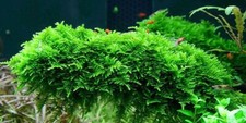 2x2 Inch Portion Of Christmas Moss Live Aquarium Plants Great For Shrimp Tanks picture