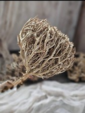 Flower Of Maryam Chaste Tree Herbs Palm Of Mary 100g Rose of Jericho picture