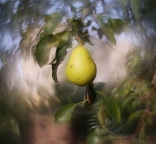 Petzval Modification KMZ Helios 44M  58mm F/2 Dreamy Swirly Bokeh M42 lens  READ picture