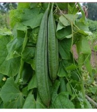 10+Ridged Sponge Gourd Seeds Chinese Okra Angled Luffa Gourd Big Flesh Sigua picture
