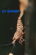 10+1 RARE RED SNOWFALL Caridina | LIVE ARRIVAL GUARANTEE |  picture