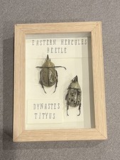 2 Real Eastern Hercules Beetle (Dynastes tityus) Dried Specimen FRAMED picture