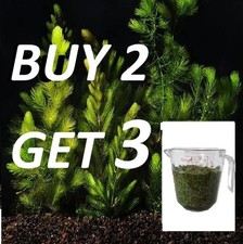 Full cup HORNWORT COONTAIL Live Aquarium Pond Plant Planted Tank FAST SHIP picture
