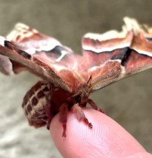 LIVE Promethea Silk Moth *Cocoon* - $18/ea. picture