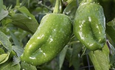 Popular 5 Ancho Poblano Giagantea Pepper Plants Ready To Ship picture