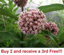 Common Milkweed 400+ seeds Asclepias Syriaca picture
