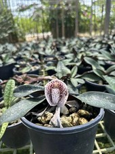 Hybrid Paphiopedilum Bellatulum – Rare Spotted Lady Slipper Orchid picture