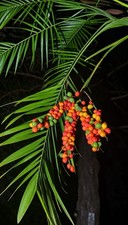Chamaedorea Radicalis - (Aborescent variant) Oregon grown/provenance - 14F picture