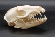 Real Fox Skull Taxidermy Animal Specimen Real Skull Specimen Raccoon Coyote picture