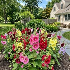 100 Dwarf Mixed Hollyhock Seeds for Planting - Long Lasting Patio Blooms picture