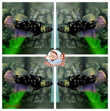 Live Betta Fish HMPK Black Copper For Sorority/Breed - USA Seller picture