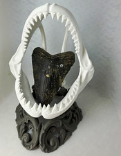Large Fossil Shark Tooth Display Stand with Shark Jaw Frame on Gray Base picture