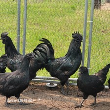 12+ Fertile pure Ayam Cemani Hatching Eggs  picture