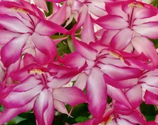 Schlumbergera orssichiana - rare species 