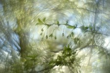 Petzval Modification READ Helios 44M  58mm F/2 Dreamy Swirly Bokeh M42 lens  picture