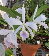 Cattleya jemenii v semi alba x delicata Established, Fragrant, Large Heavy Plant picture