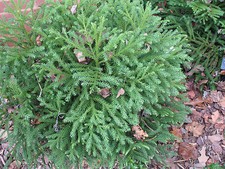 Japanese Red Cedar, Cryptomeria japonica, Tree Seeds picture
