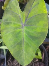$18 RECOMM. BEAUTIFUL GREEN &BLACK  ELEPHANT EARS HARDY ZONE 7+ GREAT MULTIPLER picture