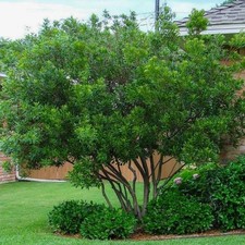 Three 3 WAX  Myrtle Trees 12 Inches Or Taller Trees picture