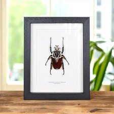 Goliath Taxidermy Beetle Frame (Goliathus goliatus apicalis) picture