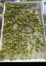 500 Fake Nug Replicas by CarlosPxyz FAKE BUDS picture
