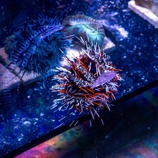 Hair Algae Attack Clean Up Crew Pack, 20-200G picture