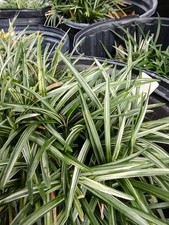 Dwarf Ophiopogon japonicum 'Variegata'/Variegated Dwarf Mondo Grass picture
