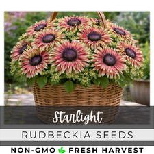 Sahara Starlight Rudbeckia Seeds 125+ Seeds Annual Flower Seeds Garden picture