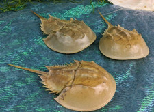 Horseshoe crab  5-7