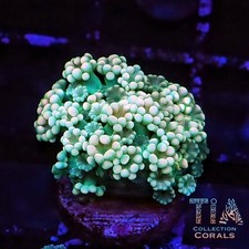 TSA Dreamers Delight Alveopora | WYSIWYG | AUCTION | Live LPS Coral picture