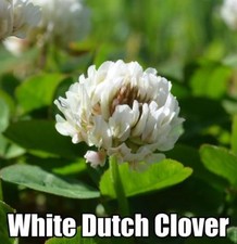 SeedRanch White Dutch Clover Seed (Non-GMO) Coated and Inoculated picture