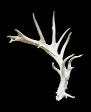 Deer Shed Single Antler Taxidermy Decor Boone & Crockett Score 96.9