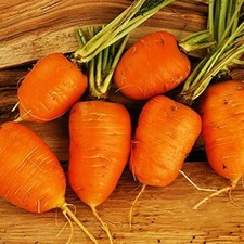 Oxheart Carrot Seeds | Heirloom / Non-GMO |  | Seed Store | 1090 picture