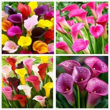 Rare 100Pcs White Pink Red Purple Calla Lily Seeds Beautiful Flowers purple picture