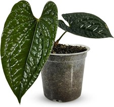 Anthurium Luxurian  by LEAL PLANTS ECUADOR Live Plants| Green Live House Plants picture