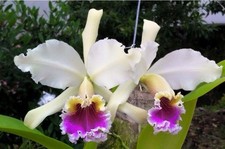 Cattleya rex '#2' x self near blooming size, highly sought after cattleya orchid picture